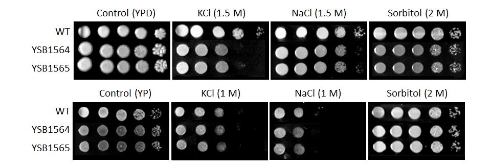 Osmotic stress phenotype for CNAG_03369T0