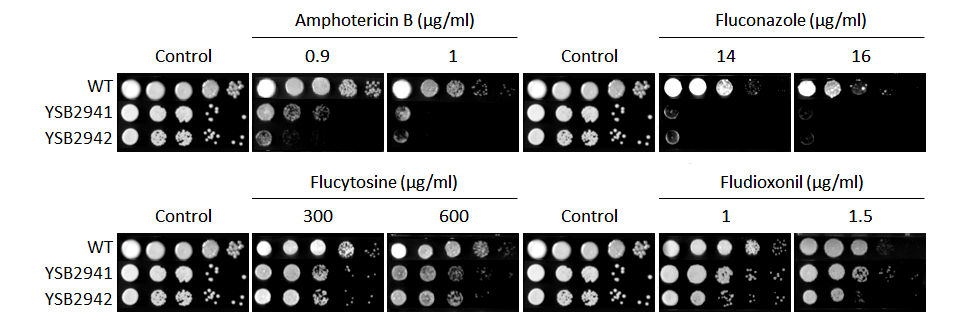 Antifungal drug susceptibility for CNAG_03567T0
