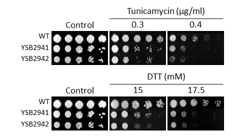 ER stress phenotype for CNAG_03567T0