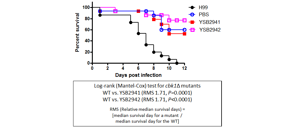 Galleria mellonella virulence data for CNAG_03567T0