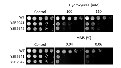Genotoxic stress phenotype for CNAG_03567T0