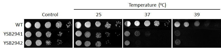 Growth phenotype for CNAG_03567T0