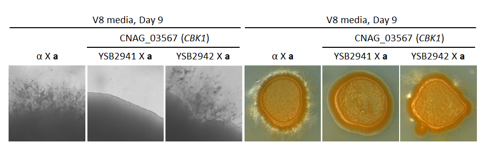 Growth phenotype for CNAG_03567T0