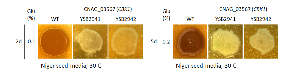 Melanin phenotype for CNAG_03567T0