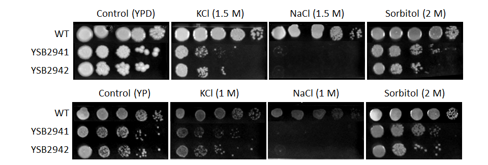 Osmotic stress phenotype for CNAG_03567T0