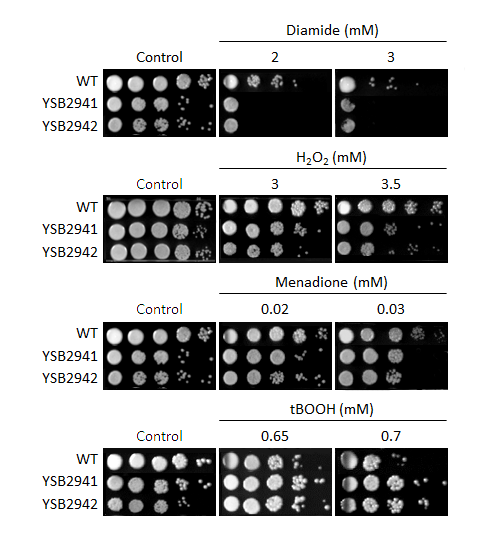 Oxidative stress phenotype for CNAG_03567T0