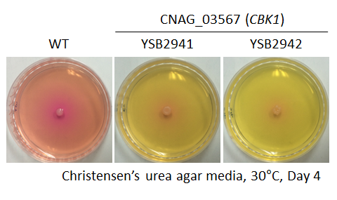 Urease phenotype for CNAG_03567T0
