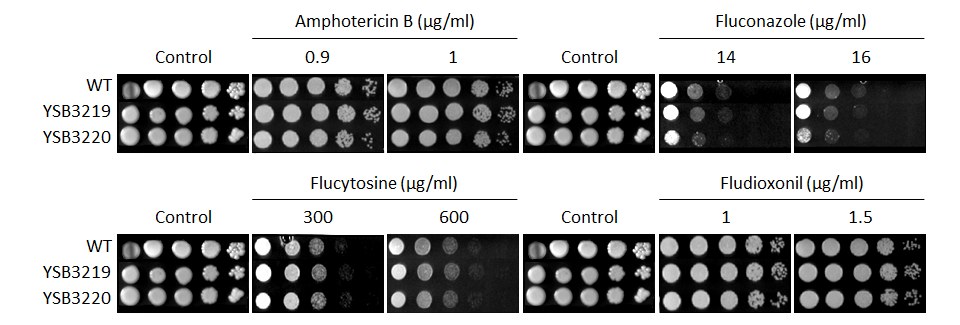 Antifungal drug susceptibility for CNAG_03592T0