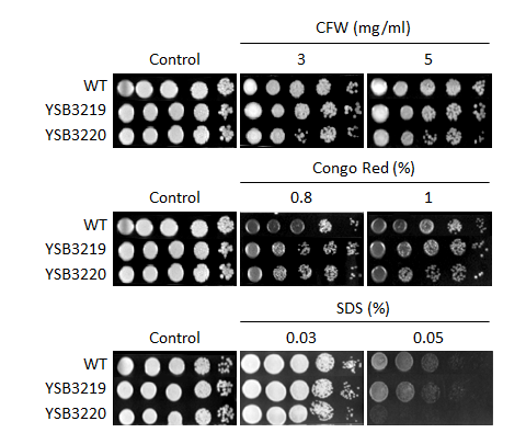 Cell wall stress phenotype for CNAG_03592T0