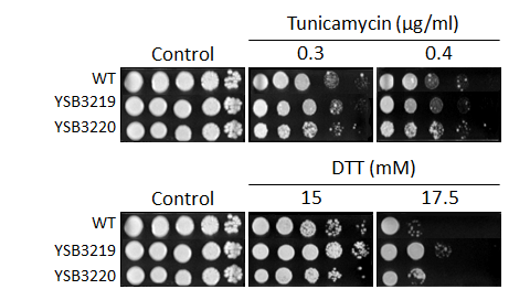 ER stress phenotype for CNAG_03592T0