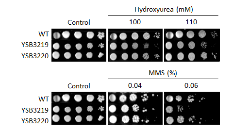 Genotoxic stress phenotype for CNAG_03592T0