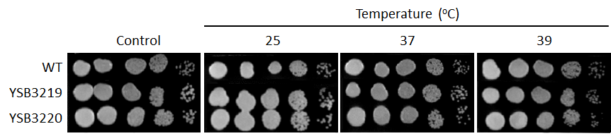 Growth phenotype for CNAG_03592T0