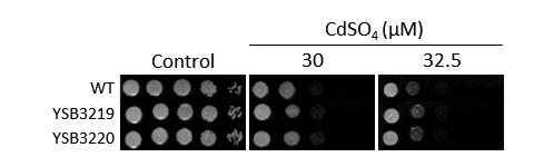 Heavy metal stress phenotype for CNAG_03592T0