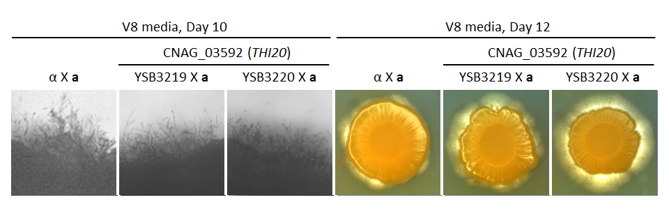 Growth phenotype for CNAG_03592T0