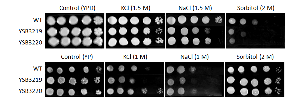 Osmotic stress phenotype for CNAG_03592T0