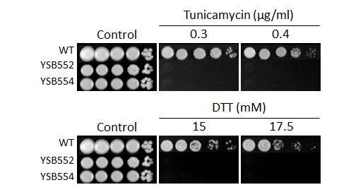 ER stress phenotype for CNAG_03670T0