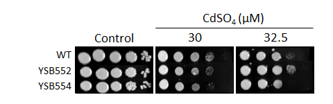 Heavy metal stress phenotype for CNAG_03670T0