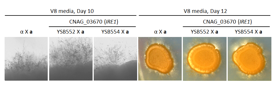 Growth phenotype for CNAG_03670T0
