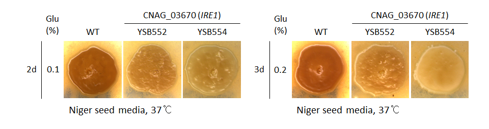 Melanin phenotype for CNAG_03670T0