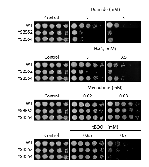 Oxidative stress phenotype for CNAG_03670T0