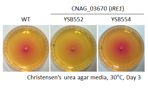 Urease phenotype for CNAG_03670T0
