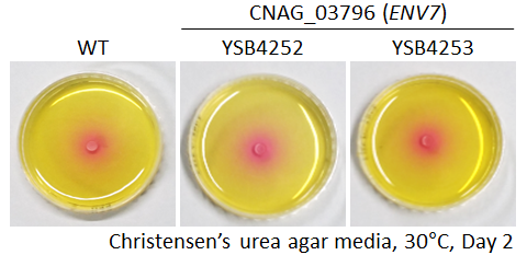 Urease phenotype for CNAG_03796T0