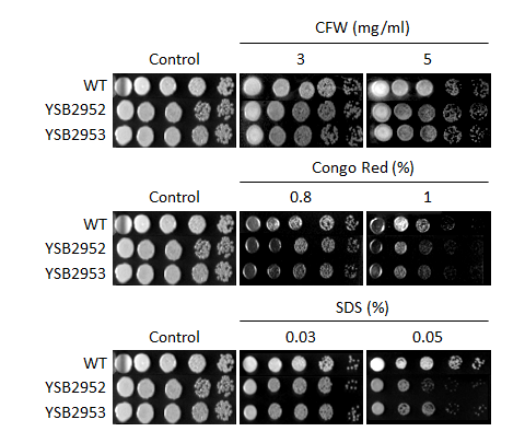 Cell wall stress phenotype for CNAG_03811T0