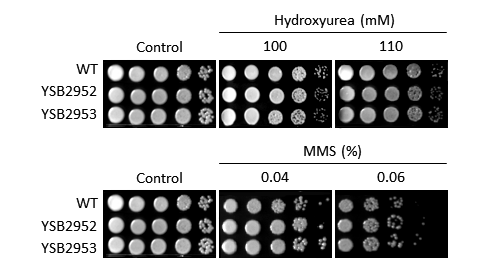 Genotoxic stress phenotype for CNAG_03811T0