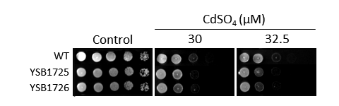 Heavy metal stress phenotype for CNAG_03843T0