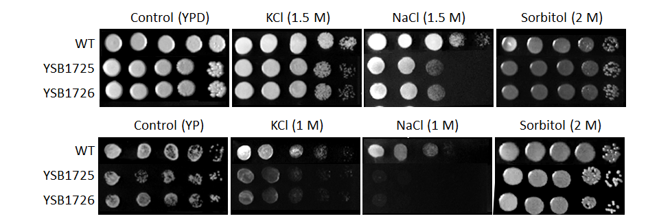 Osmotic stress phenotype for CNAG_03843T0