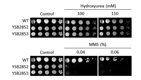 Genotoxic stress phenotype for CNAG_03946T1