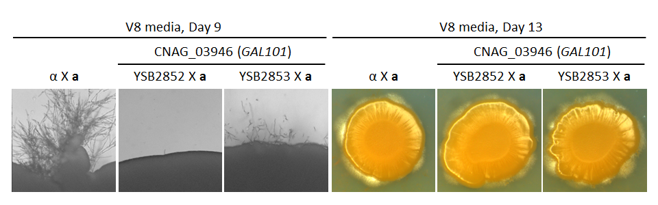 Growth phenotype for CNAG_03946T1