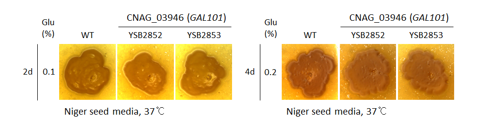 Melanin phenotype for CNAG_03946T1
