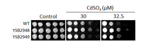 Heavy metal stress phenotype for CNAG_04040T0