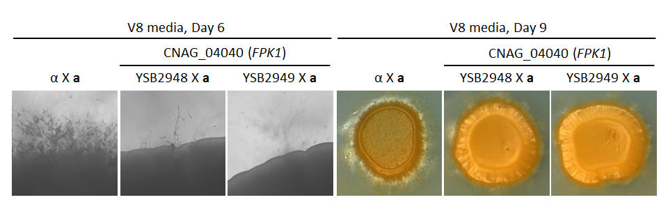Growth phenotype for CNAG_04040T0