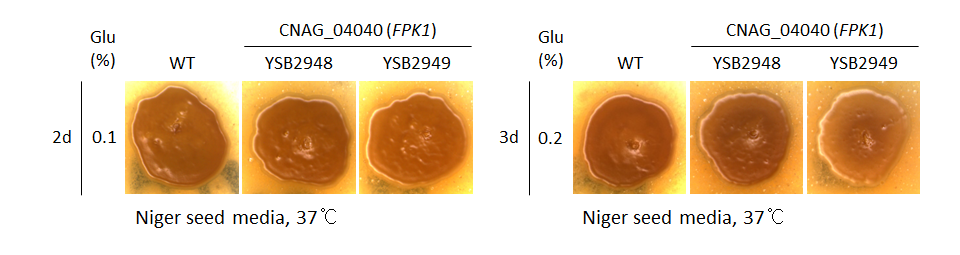 Melanin phenotype for CNAG_04040T0