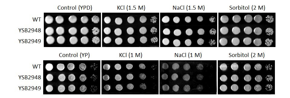 Osmotic stress phenotype for CNAG_04040T0