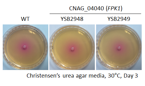 Urease phenotype for CNAG_04040T0