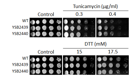 ER stress phenotype for CNAG_04108T0