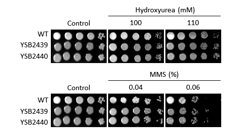 Genotoxic stress phenotype for CNAG_04108T0