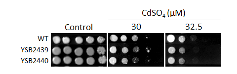 Heavy metal stress phenotype for CNAG_04108T0