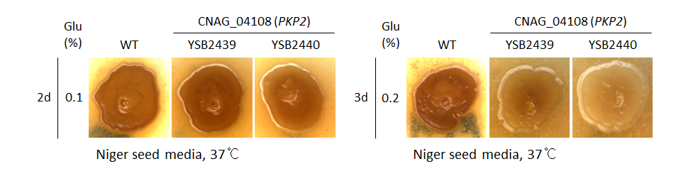 Melanin phenotype for CNAG_04108T0