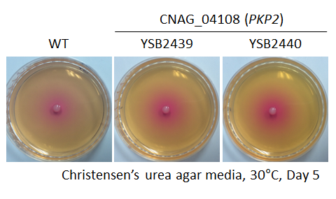 Urease phenotype for CNAG_04108T0