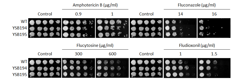 Antifungal drug susceptibility for CNAG_04162T0