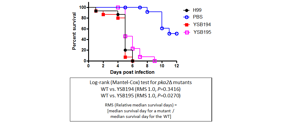 Galleria mellonella virulence data for CNAG_04162T0