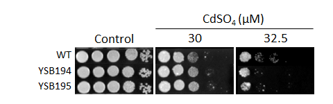 Heavy metal stress phenotype for CNAG_04162T0