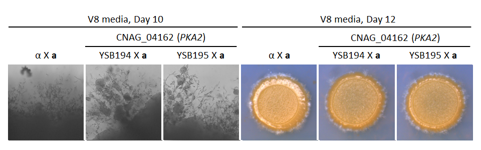 Growth phenotype for CNAG_04162T0