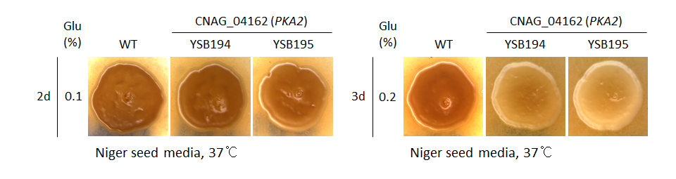 Melanin phenotype for CNAG_04162T0
