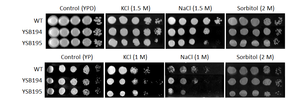 Osmotic stress phenotype for CNAG_04162T0