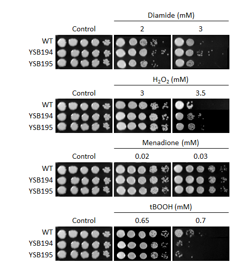 Oxidative stress phenotype for CNAG_04162T0